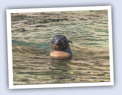 Seals & Sand