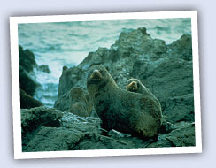 Seals & Sand